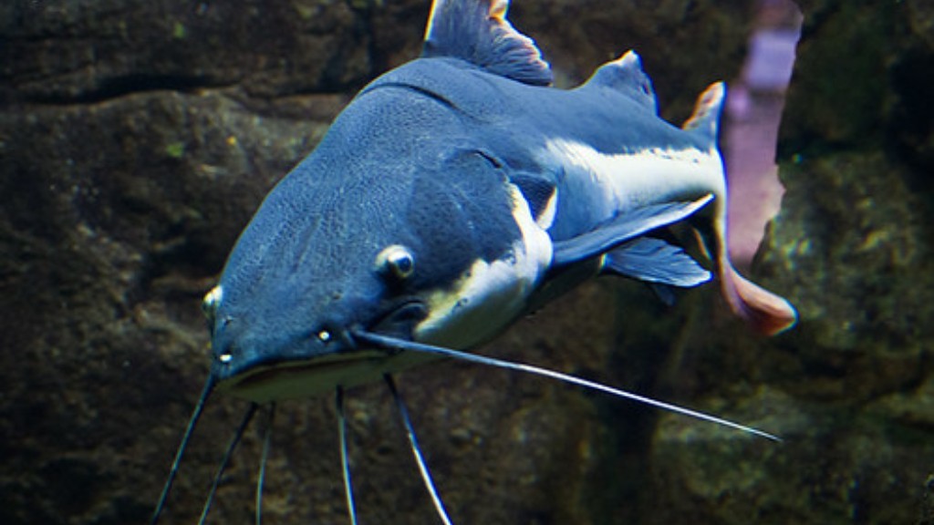 Yayın balığı için hangi yem karşı konulmazdır